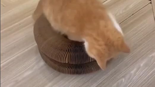 Chat roux en train de jouer sur le griffoir en carton