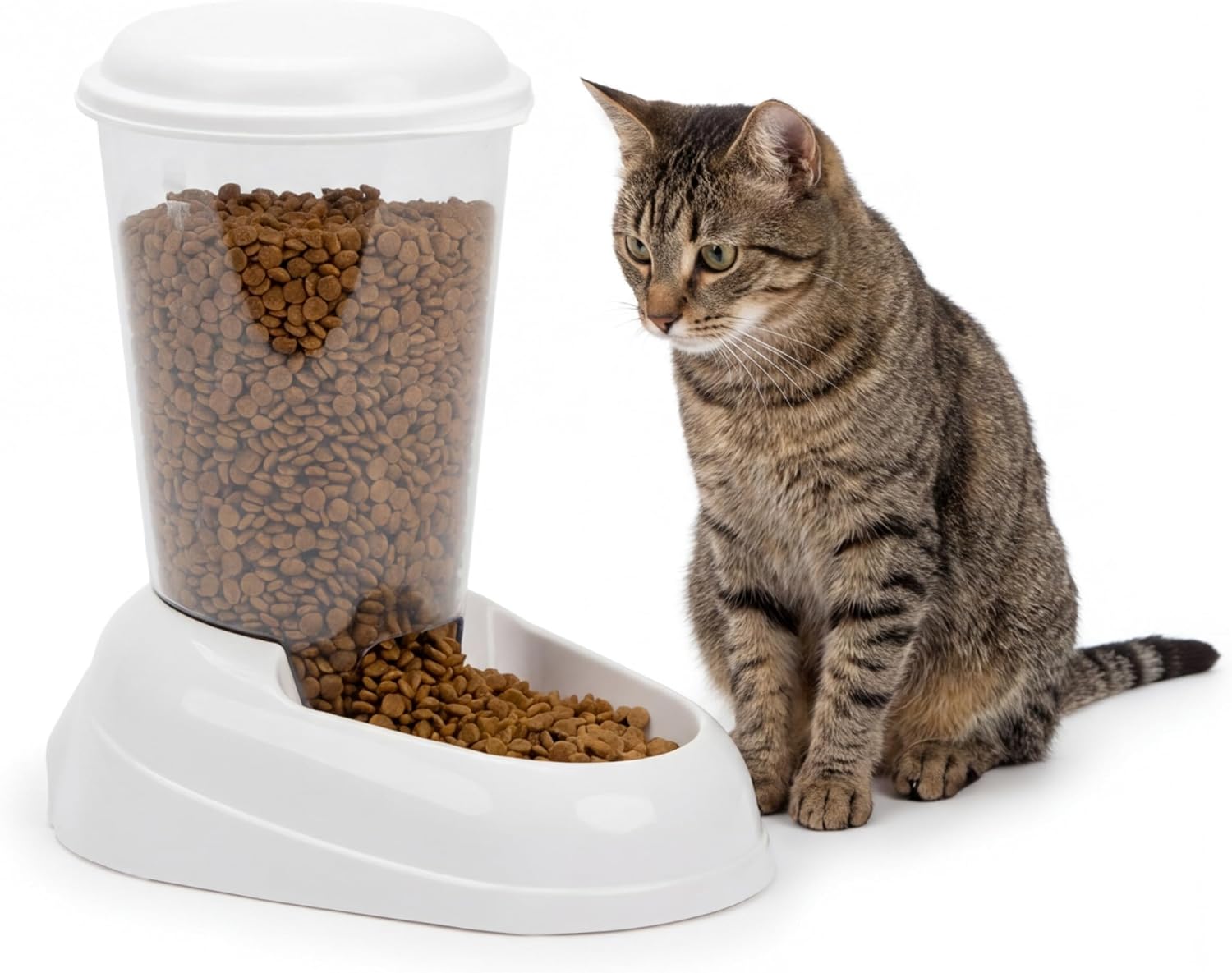Chat tigré assis à côté du distributeur de croquettes Ferplast Zenith blanc, observant les croquettes dans le réservoir transparent