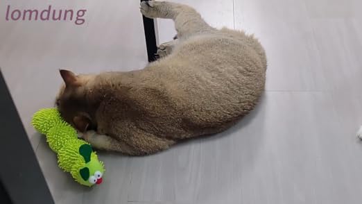 Chat adulte couché au sol interagissant avec le jouet chenille lomdung