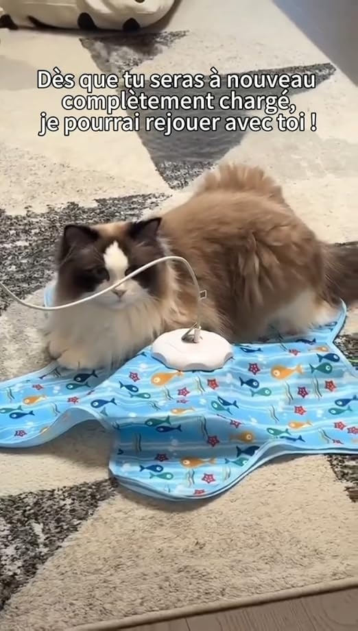 Chat couché à côté du jouet interactif branché avec son câble de charge USB