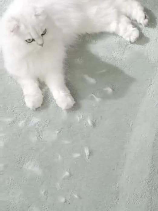 Chat blanc couché sur un tapis gris recouvert de nombreuses bouffes de poils blancs.