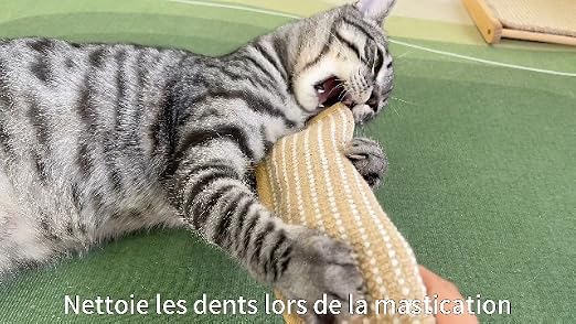 Chat tigré couché sur le côté, mordant vigoureusement le kicker en sisal Potaroma.