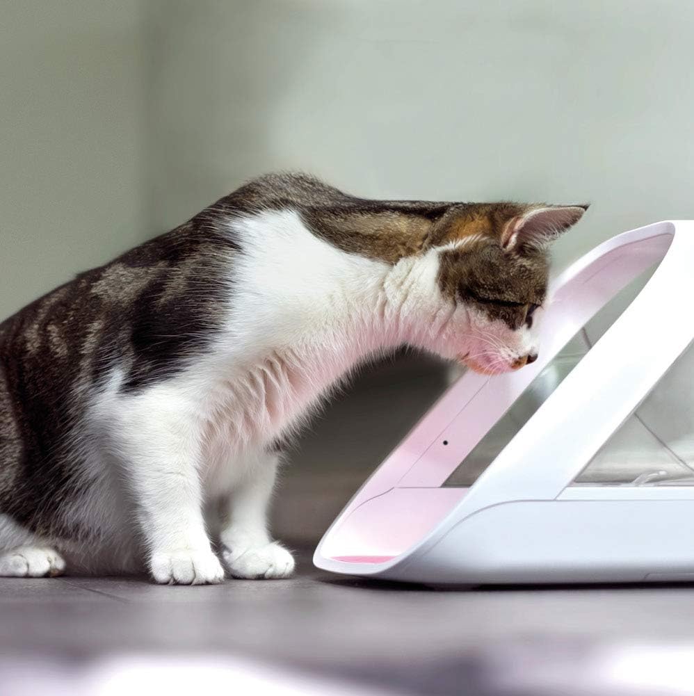Un chat mangeant dans le distributeur SureFeed Connect ouvert